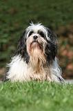LHASSA APSO 114